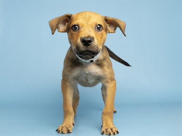 Enlarge ALFALFA, a Adoptable Pit Bull Terrier in Phoenix, AZ image 1/1