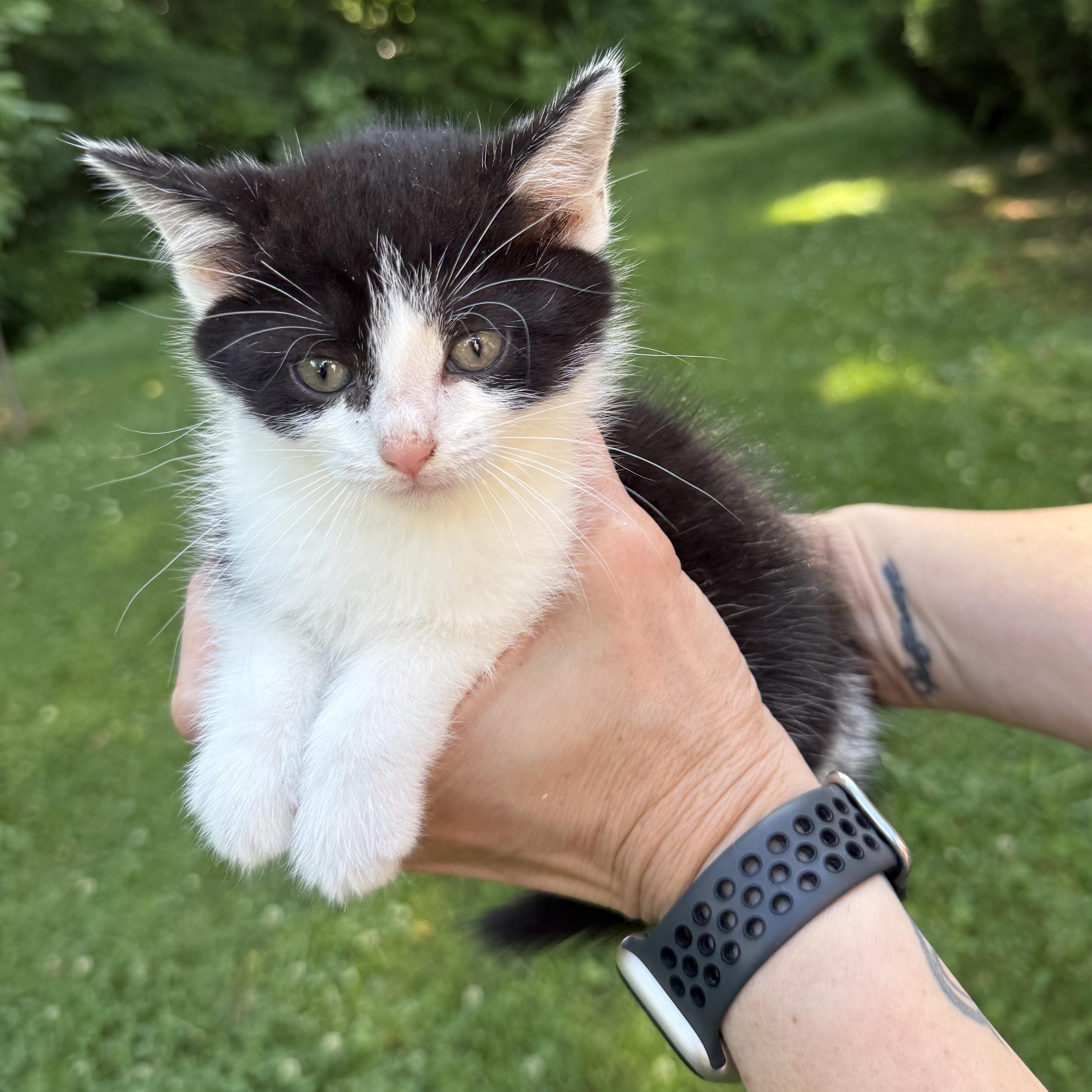 Ace, a Adoptable Domestic Short Hair in Johnson City, TN image 2/2