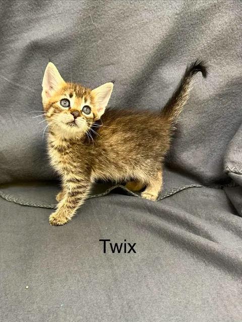 Enlarge Twix, a Adoptable Domestic Short Hair in Port Lavaca, TX image 1/1