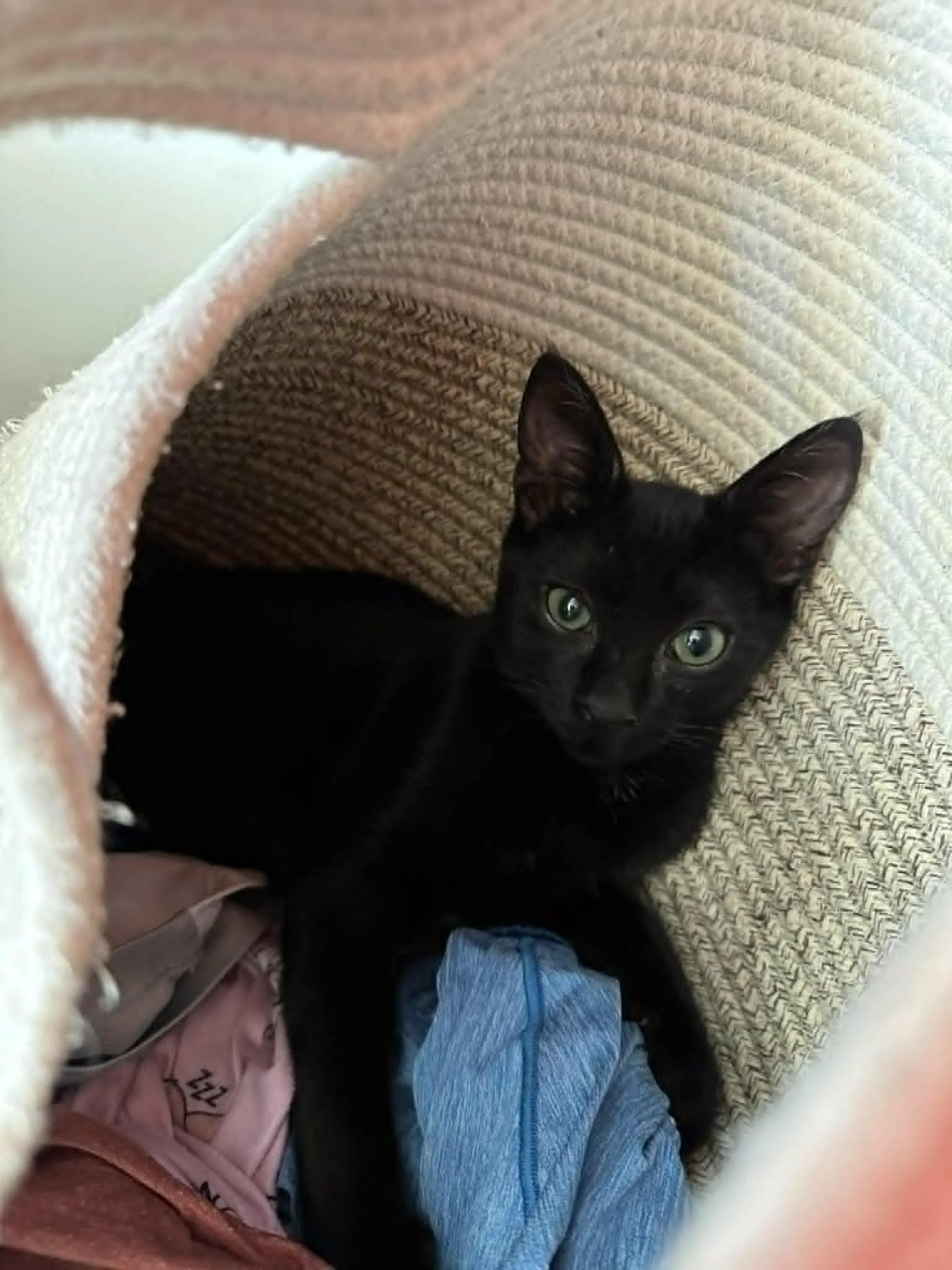 Enlarge Charlie, a ADOPTABLE Domestic Short Hair in St. Albans, VT image 2/2