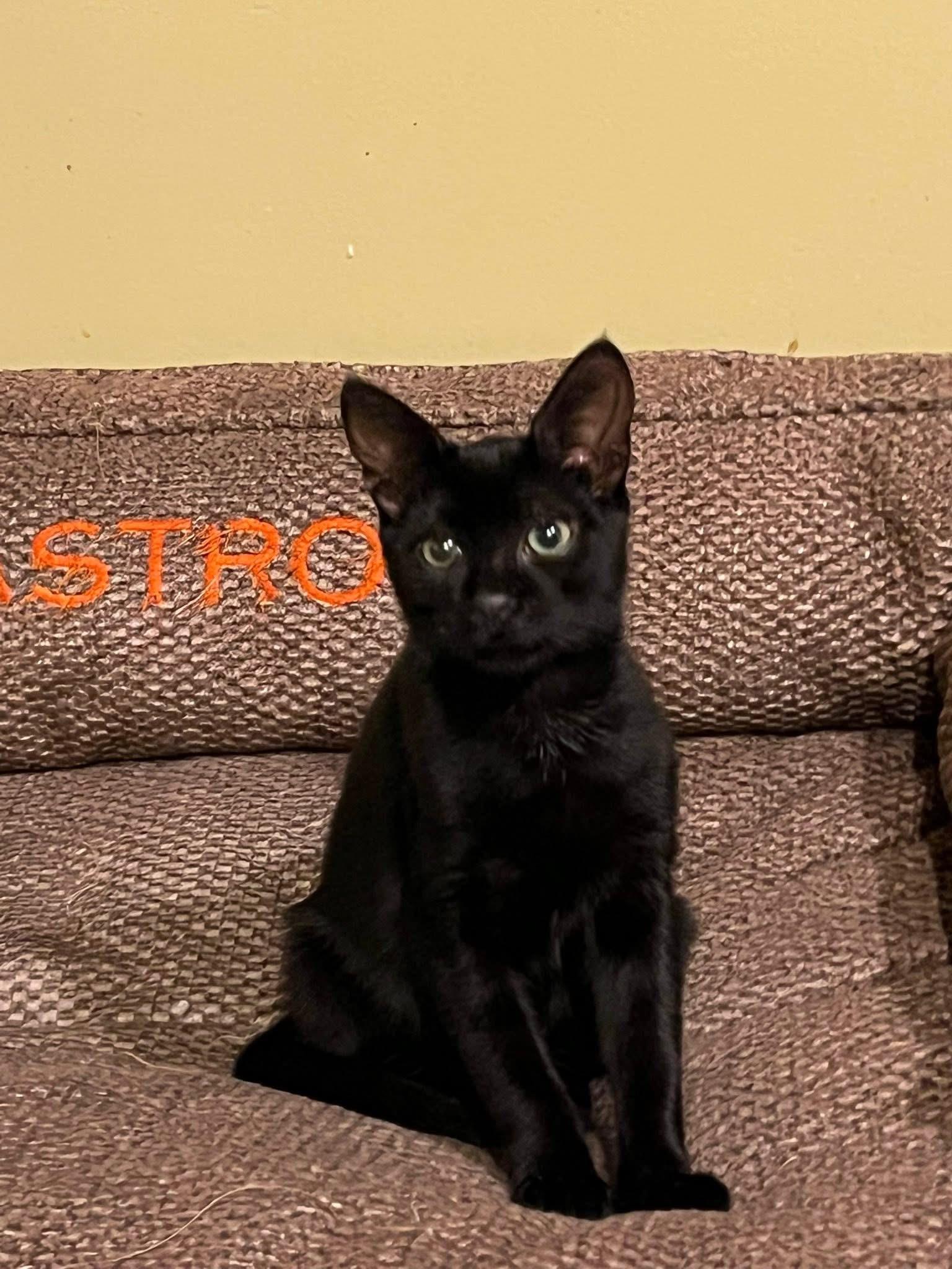 Charlie, ADOPTABLE, Young Male Domestic Short Hair.