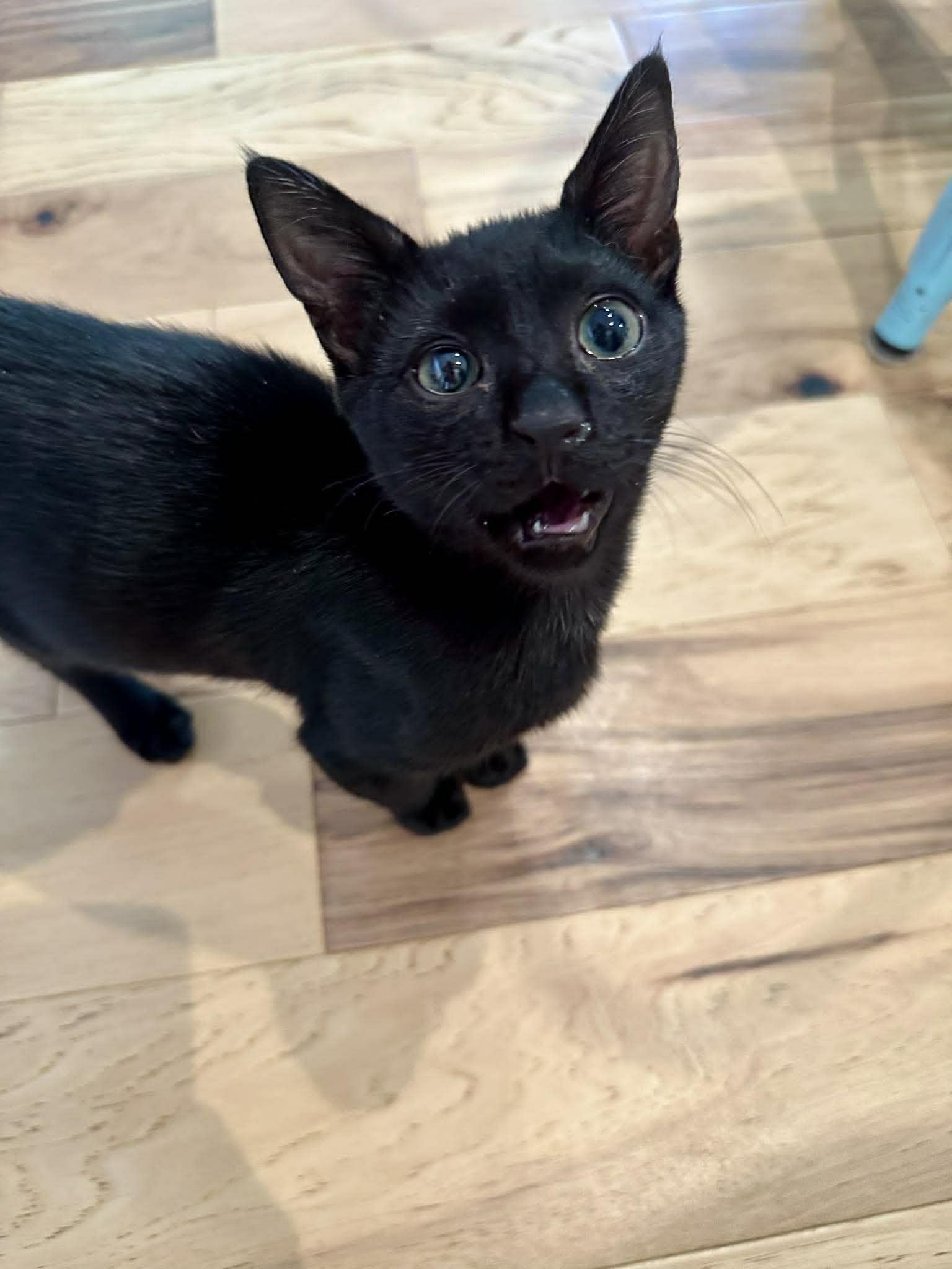Enlarge Charlie, a ADOPTABLE Domestic Short Hair in St. Albans, VT image 1/2