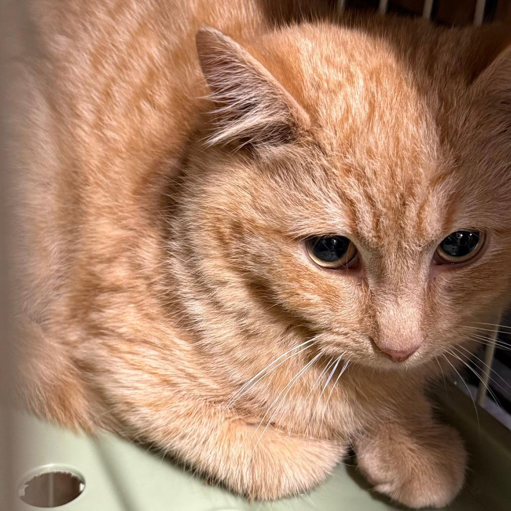 Enlarge Butch, a Adoptable mixed breed in Lancaster, OH image 1/1