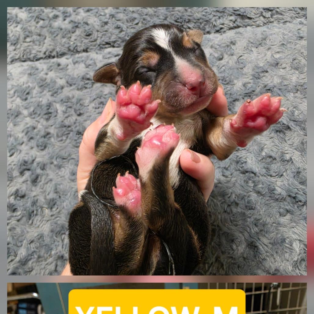 Enlarge Josh Allen, a Adoptable mixed breed in Chesapeake, VA image 1/3