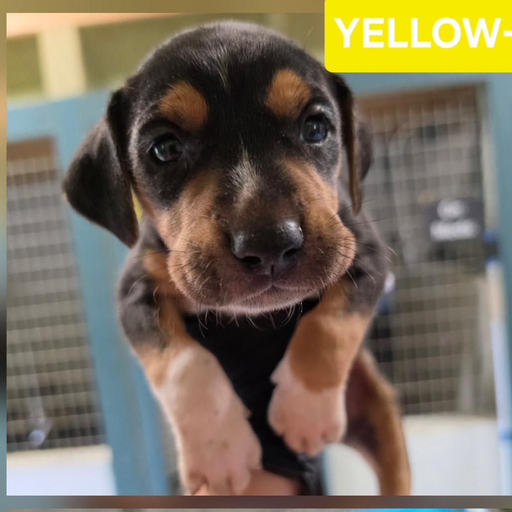 Enlarge Josh Allen, a Adoptable mixed breed in Chesapeake, VA image 2/3
