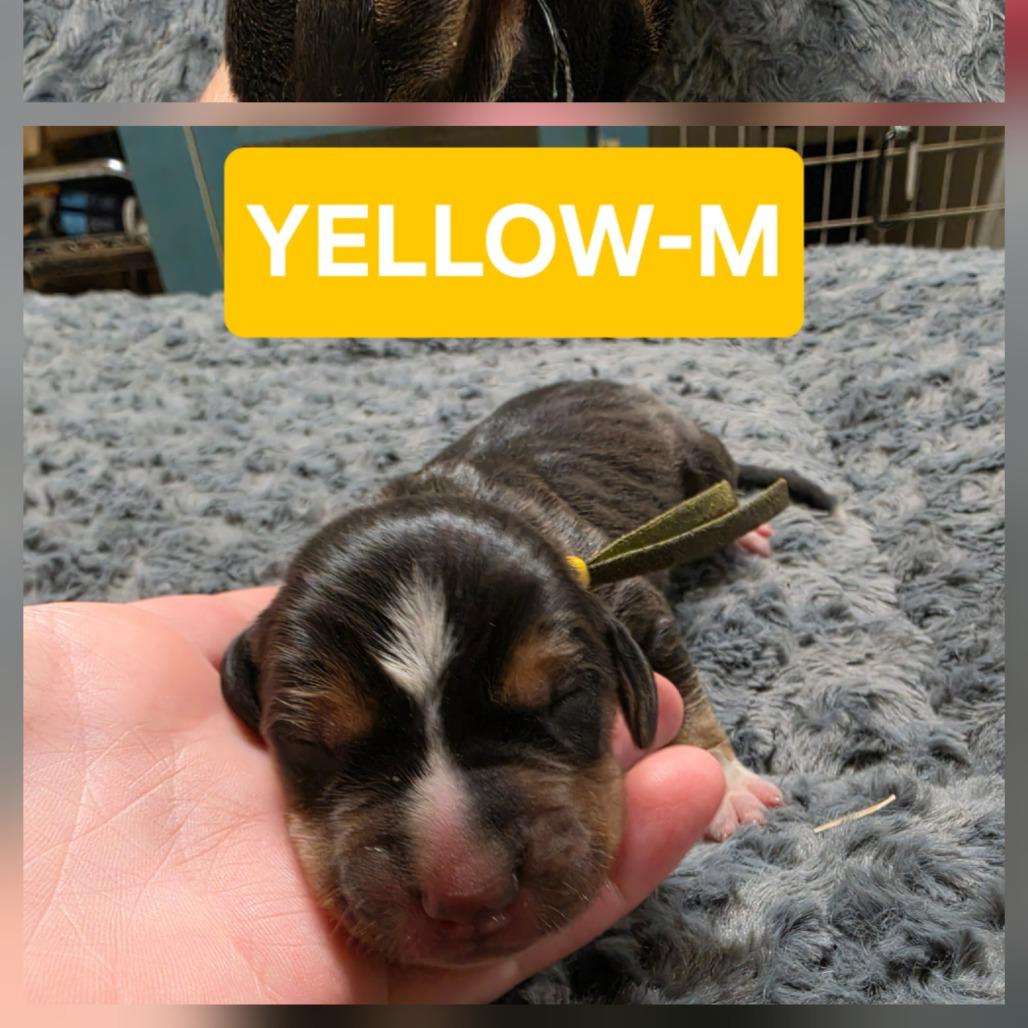 Enlarge Josh Allen, a Adoptable mixed breed in Chesapeake, VA image 3/3