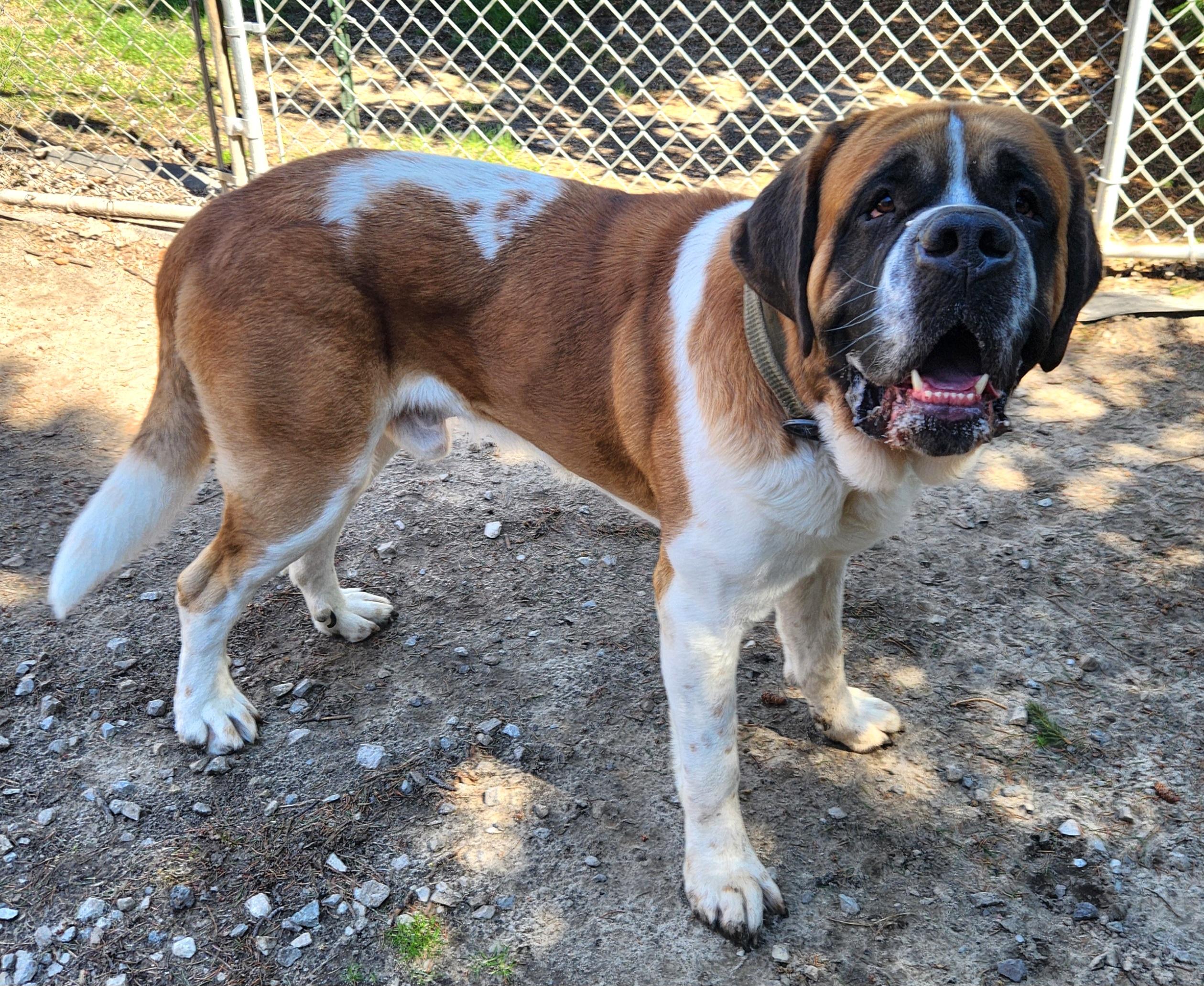 Enlarge Theo, a ADOPTABLE Saint Bernard in Liberty Center, OH image 2/6