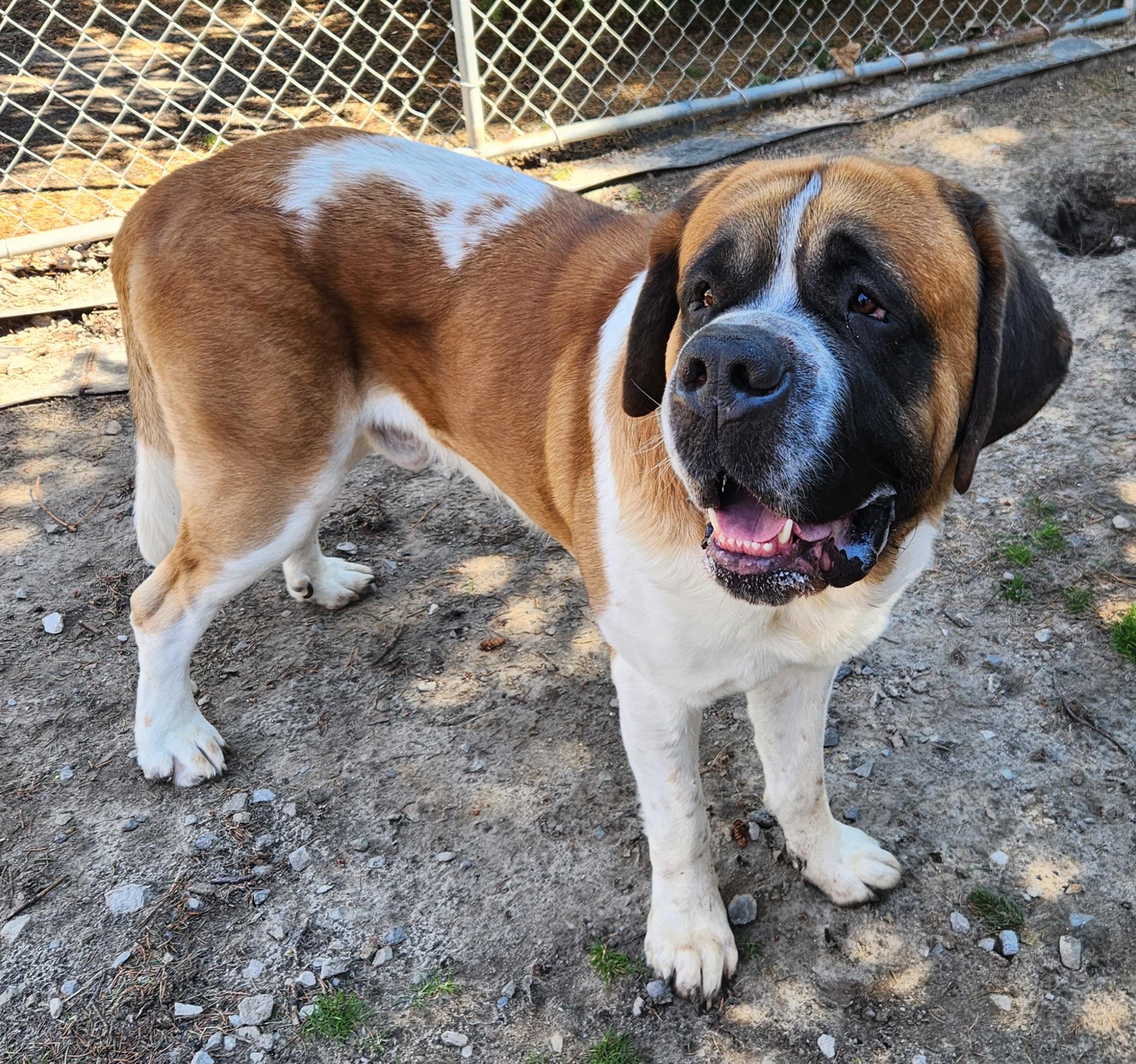 Enlarge Theo, a ADOPTABLE Saint Bernard in Liberty Center, OH image 3/6