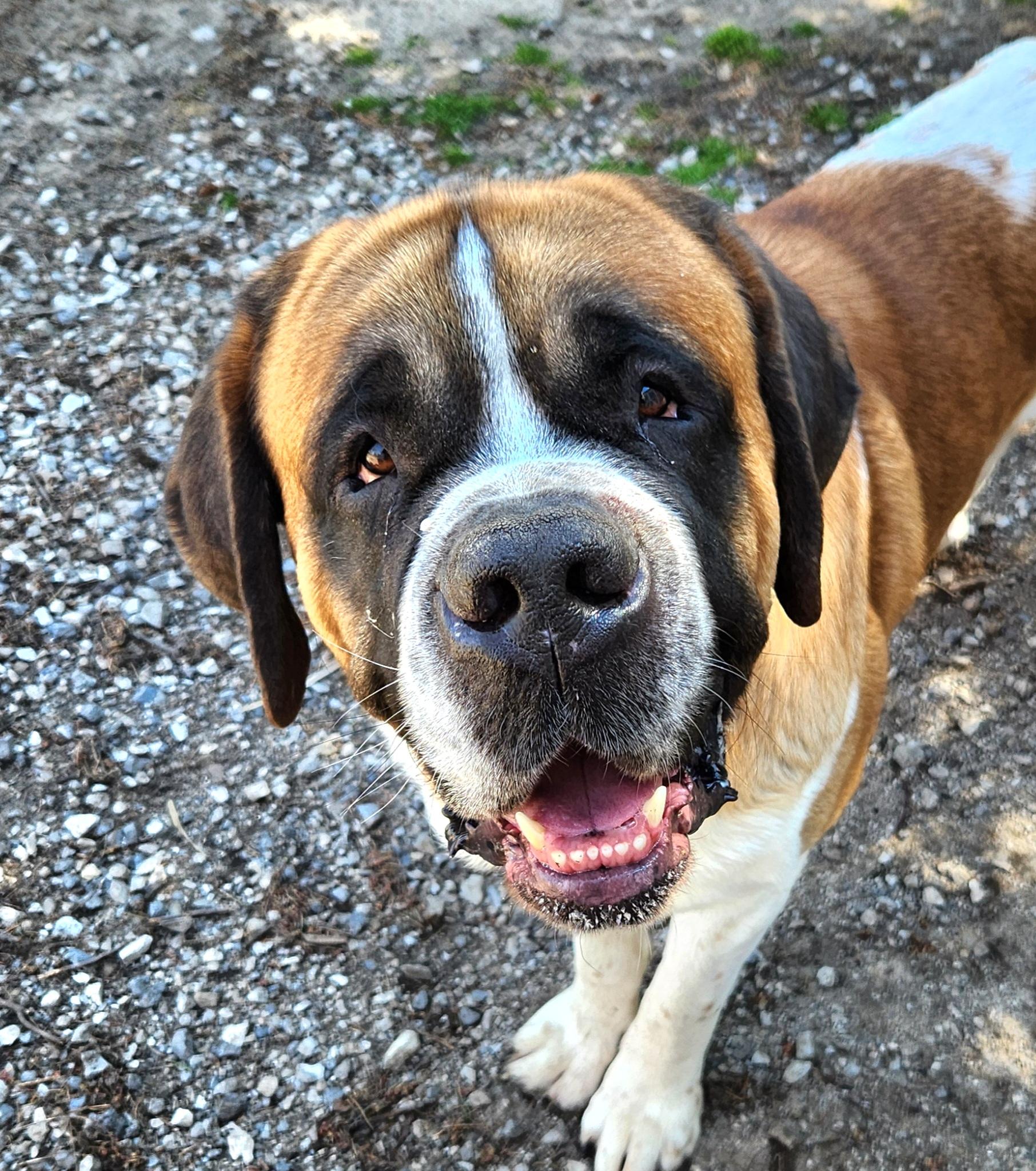 Theo, ADOPTABLE, Young Male Saint Bernard.