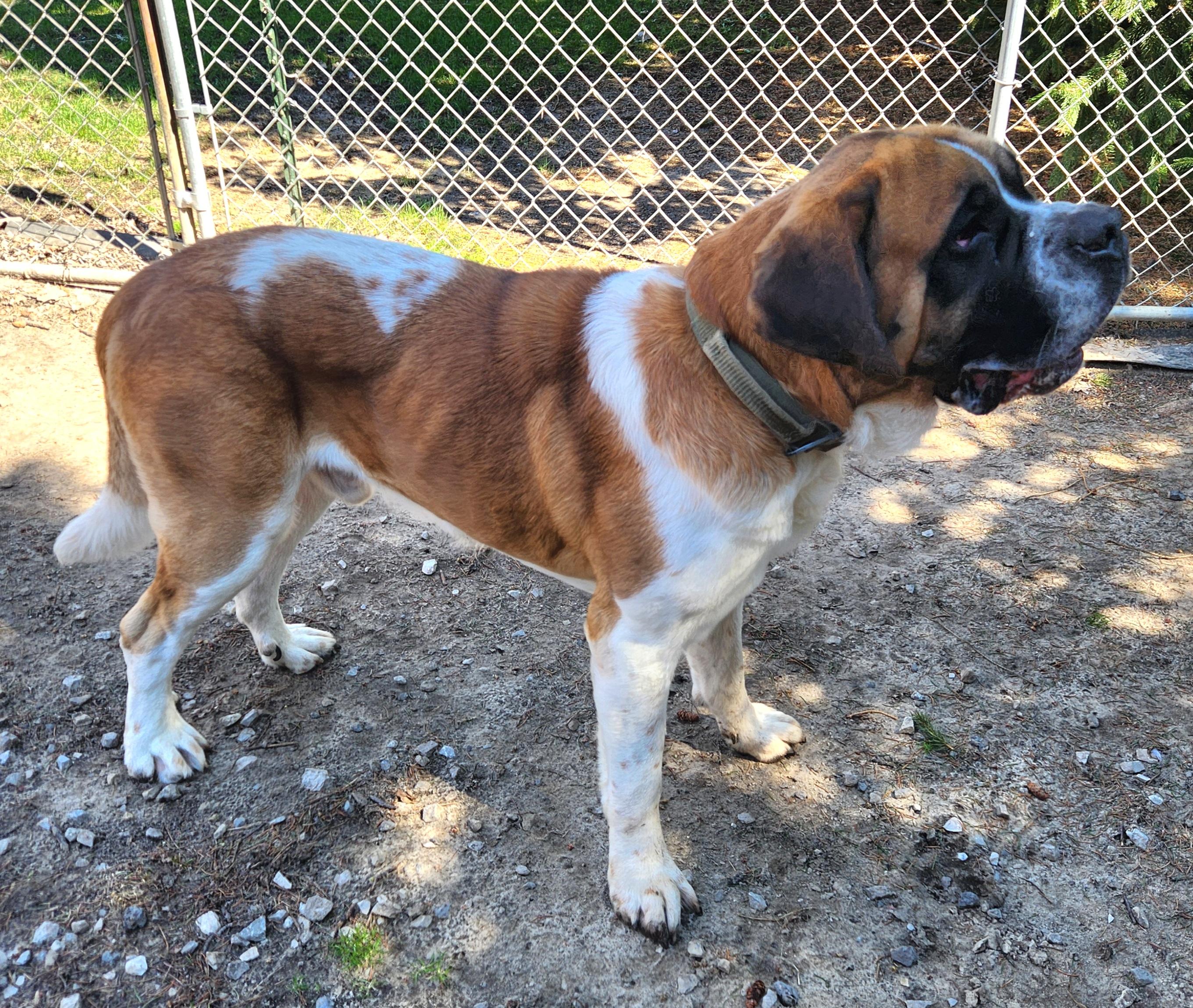 Enlarge Theo, a ADOPTABLE Saint Bernard in Liberty Center, OH image 4/6