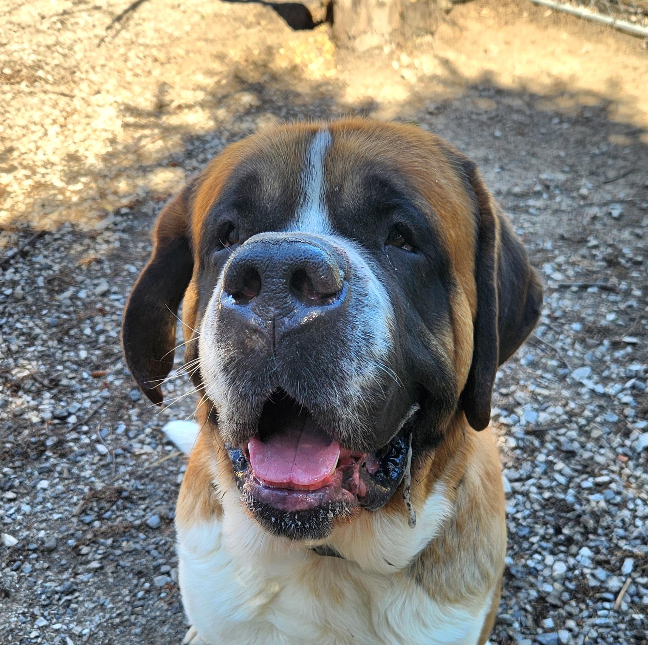 Enlarge Theo, a ADOPTABLE Saint Bernard in Liberty Center, OH image 5/6