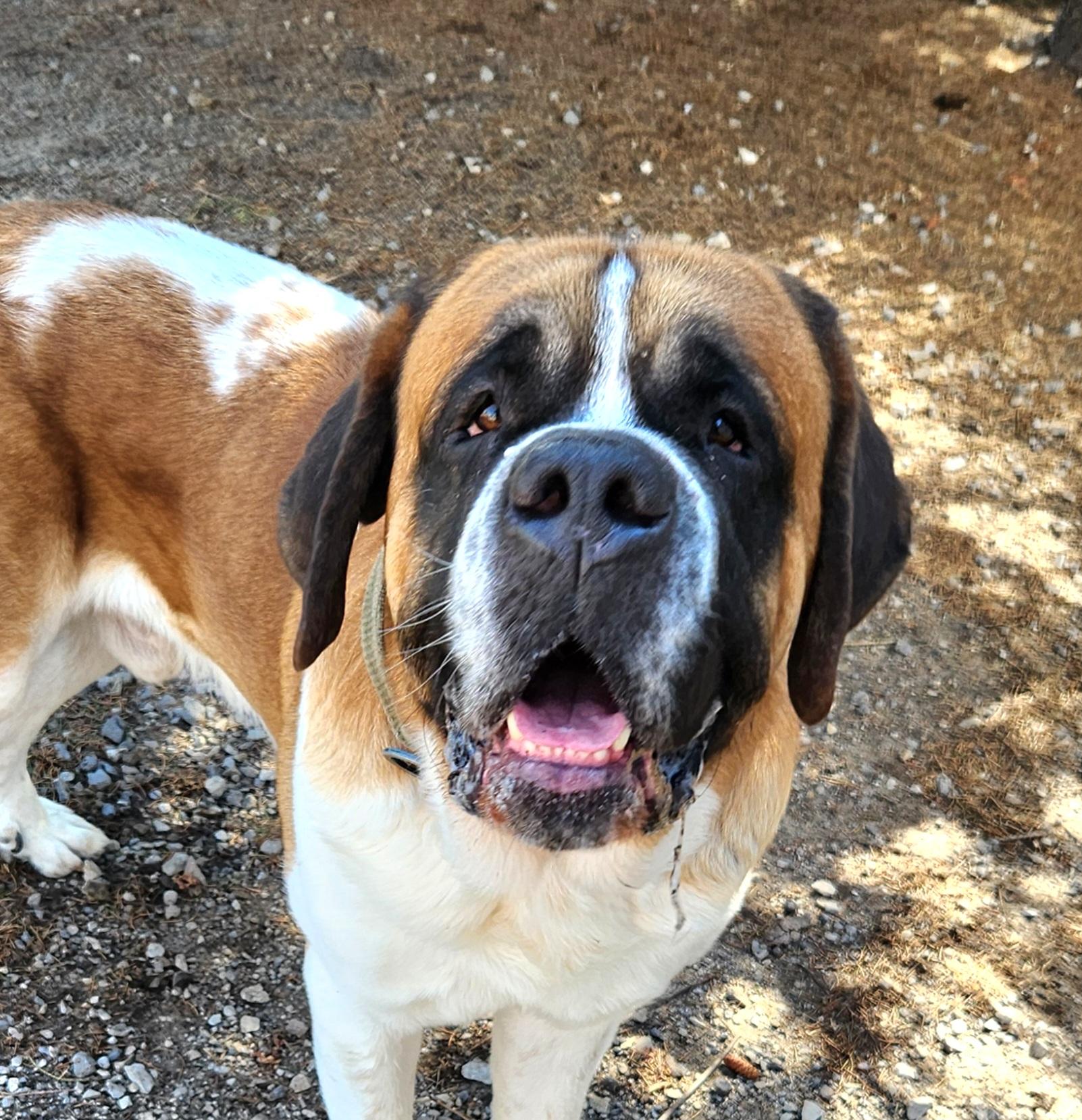 Enlarge Theo, a ADOPTABLE Saint Bernard in Liberty Center, OH image 6/6