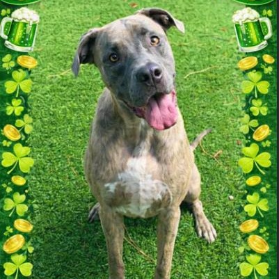 Tiger, Adoptable, Young Male Hound.