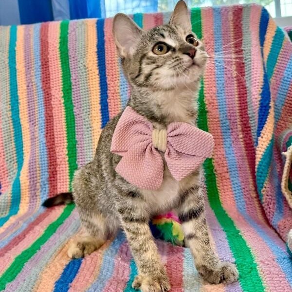 Luna Lopez — thumbnail 5