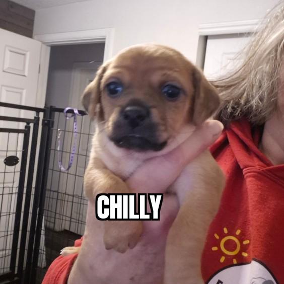 Enlarge Chilly, an adopted mixed breed in Olympia, WA image 1/1