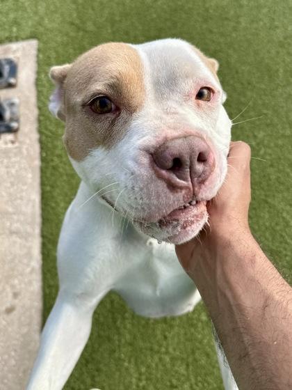 Enlarge Bella, a Adoptable mixed breed in Wichita, KS image 1/3