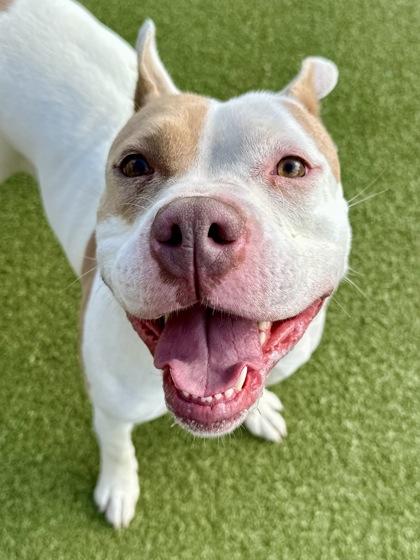 Enlarge Bella, a Adoptable mixed breed in Wichita, KS image 2/3