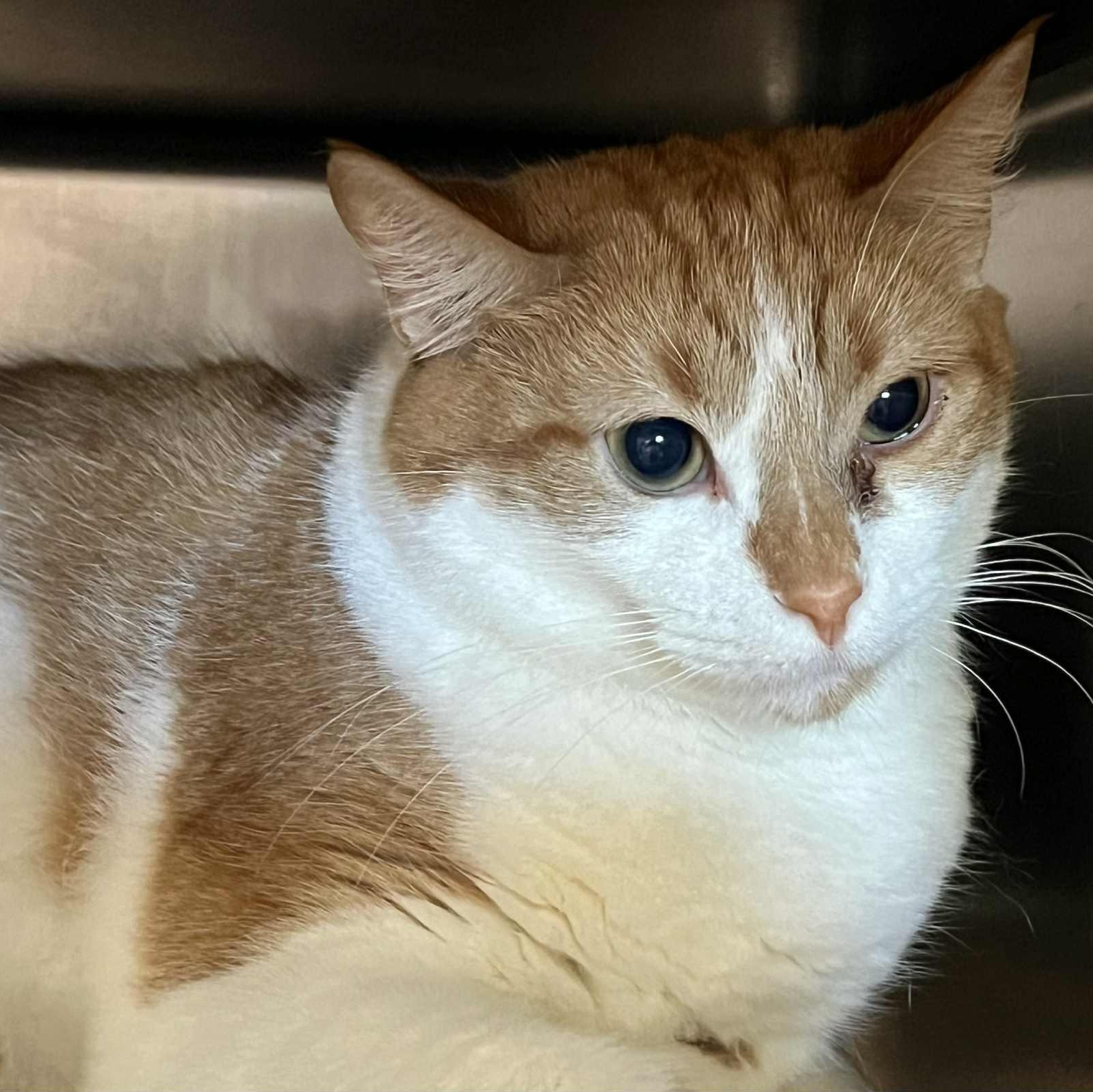 Dahlia, Adult Female Domestic Short Hair