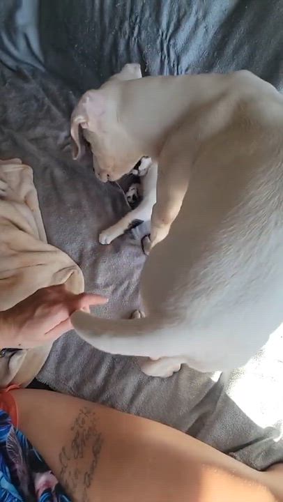 Enlarge Wishbone, a Adoptable mixed breed in Kingsville, TX video 2/6