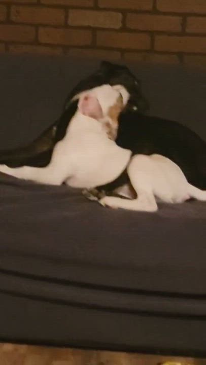 Enlarge Wishbone, a Adoptable mixed breed in Kingsville, TX video 5/6