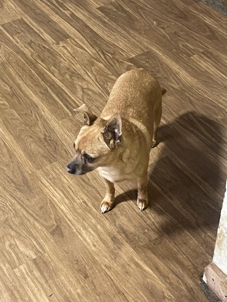 Buddy
