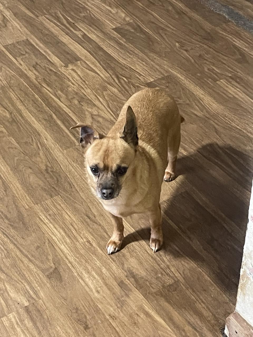 Buddy