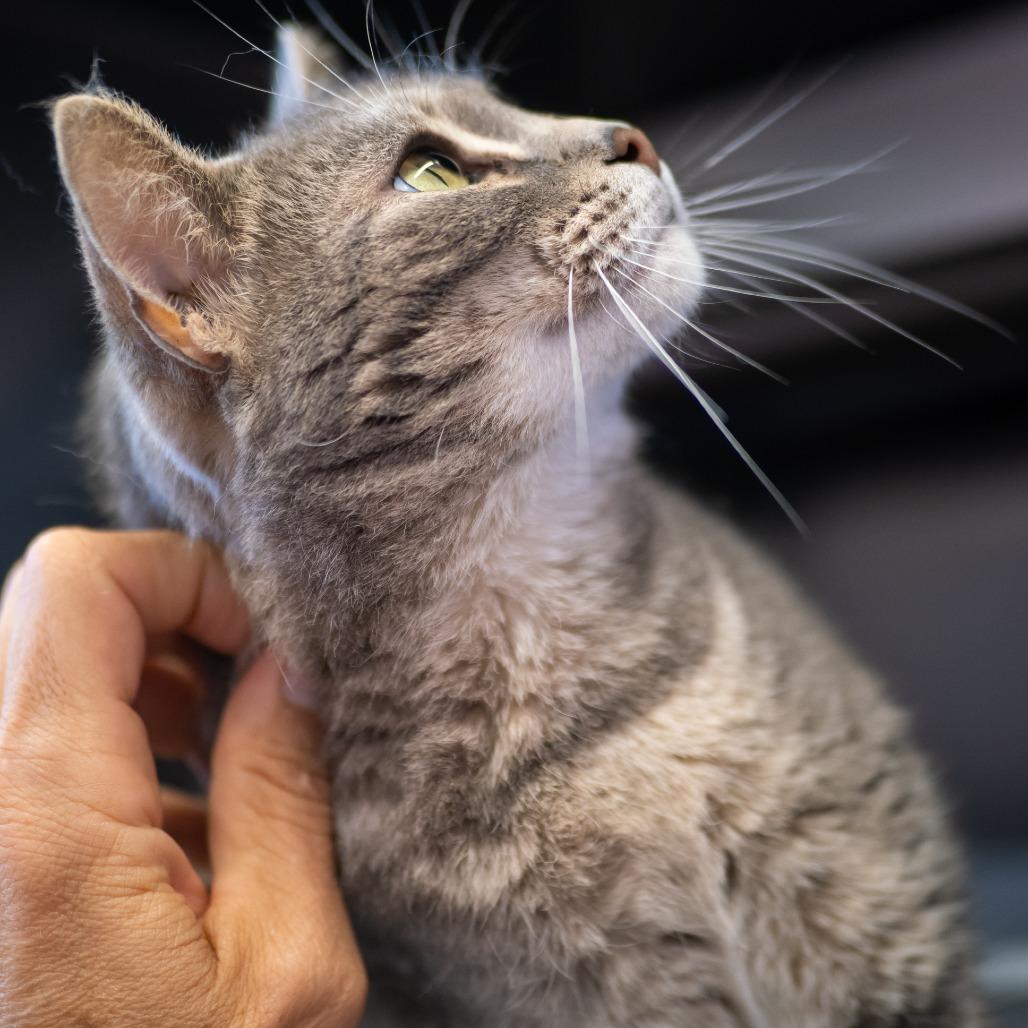 Esme, a Adoptable American Shorthair in Jefferson city, TN image 1/4