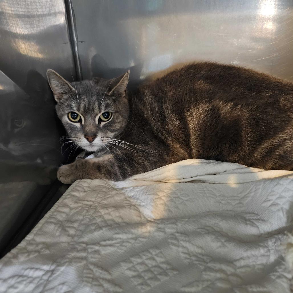 Enlarge Esme, a Adoptable American Shorthair in Jefferson city, TN image 1/2