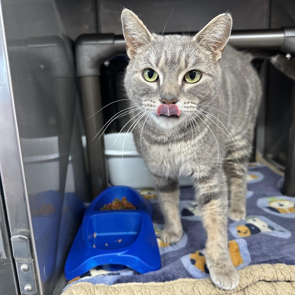 Enlarge Esme, a Adoptable American Shorthair in Jefferson city, TN image 2/2