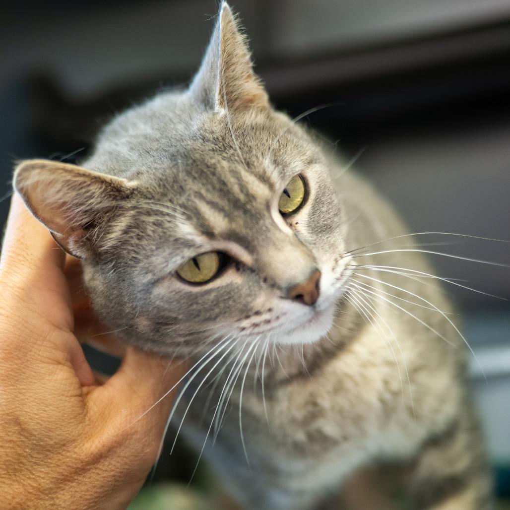 Esme, a Adoptable American Shorthair in Jefferson city, TN image 4/4
