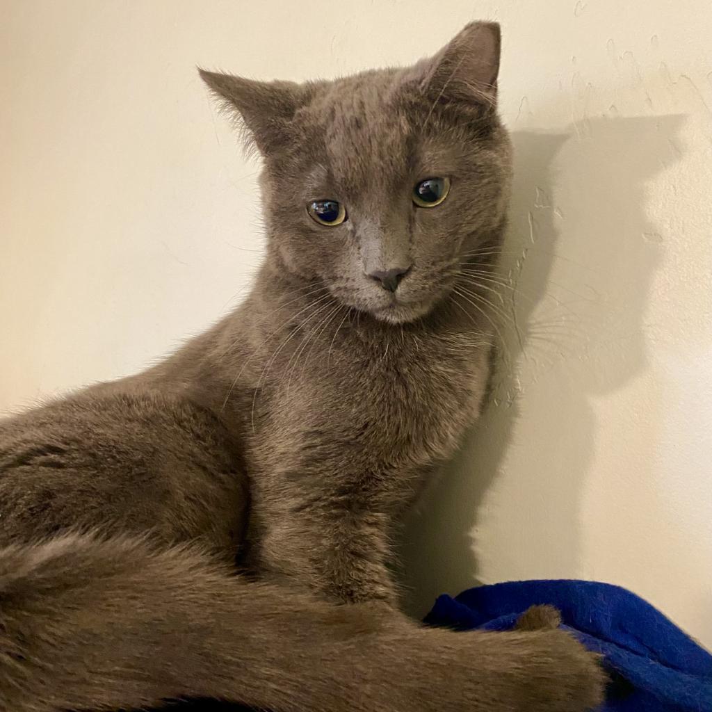 Dorian Grey — thumbnail 4