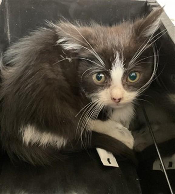 Enlarge NARUTO, a Adoptable Domestic Short Hair in San Bernardino, CA image 1/1