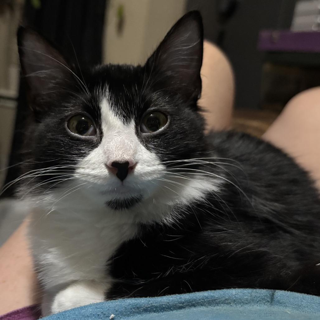 Enlarge Figero, a Adoptable Domestic Short Hair in Houston, TX image 1/1
