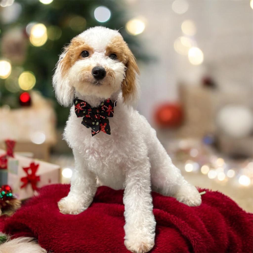 Augustus-Adorable Puppy!, Adopted, Puppy Male Cavalier King Charles Spaniel & Poodle.