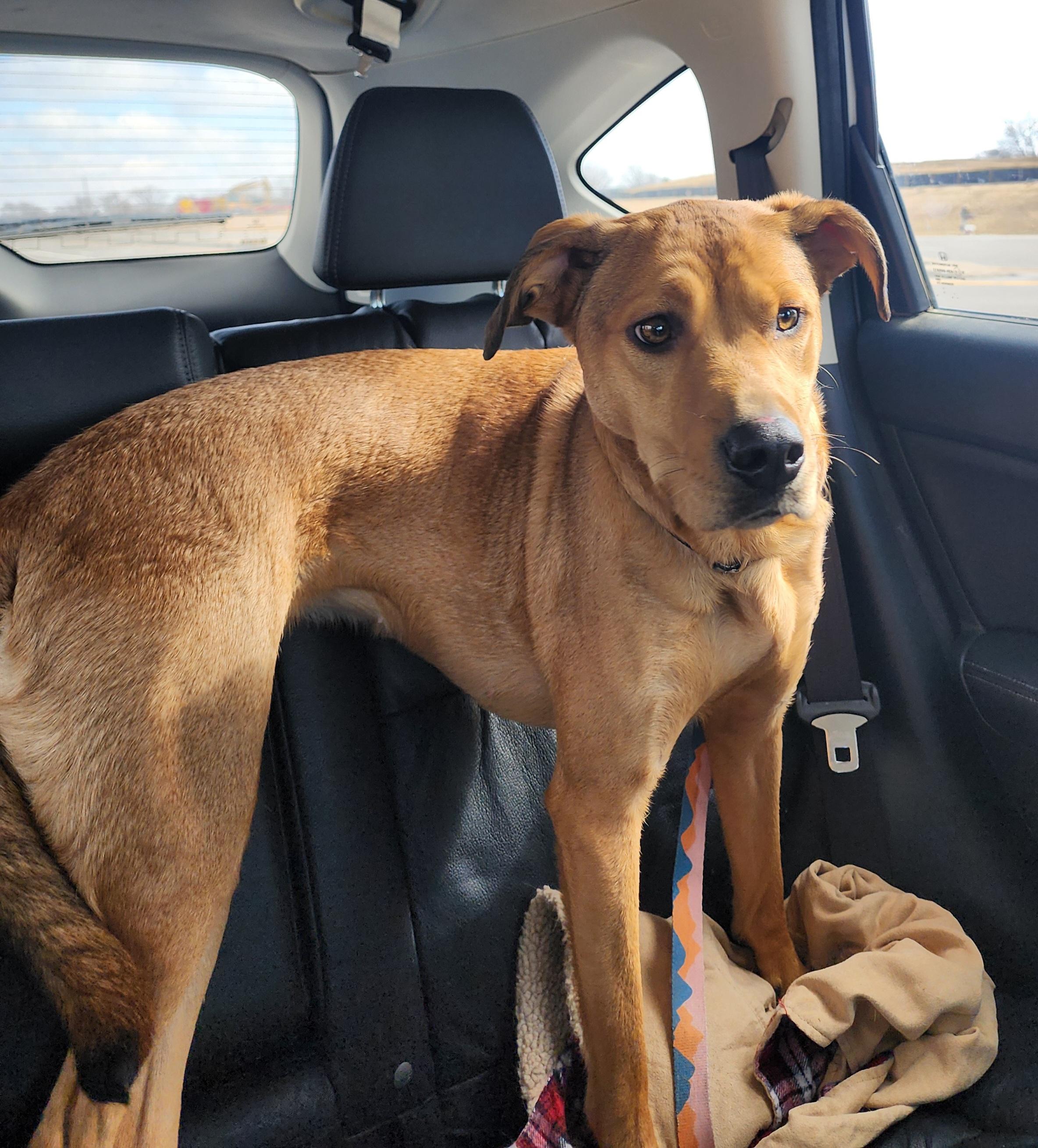 Penny, a ADOPTABLE Mixed Breed in East Peoria, IL image 5/5
