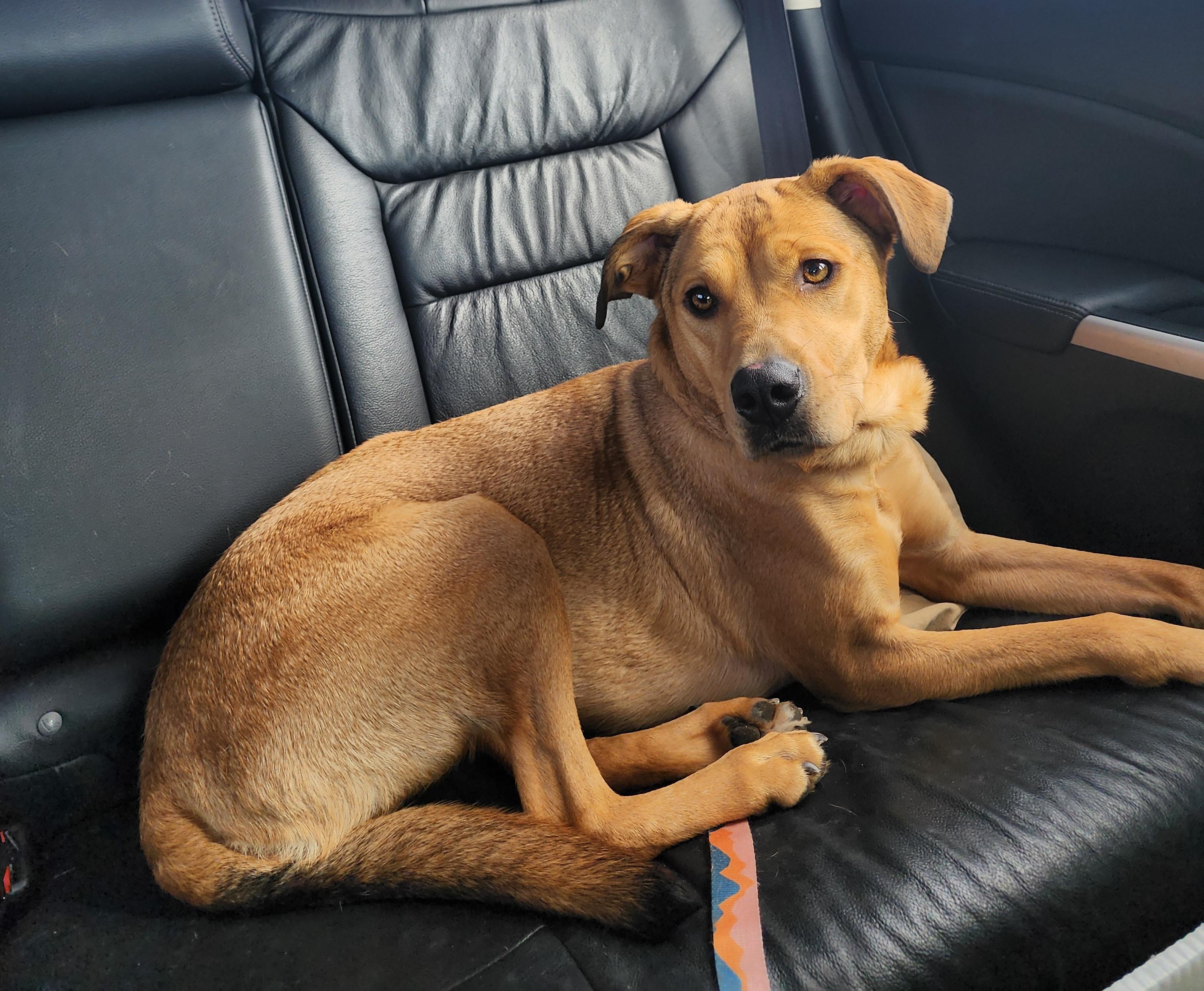 Penny, a ADOPTABLE Mixed Breed in East Peoria, IL image 1/5