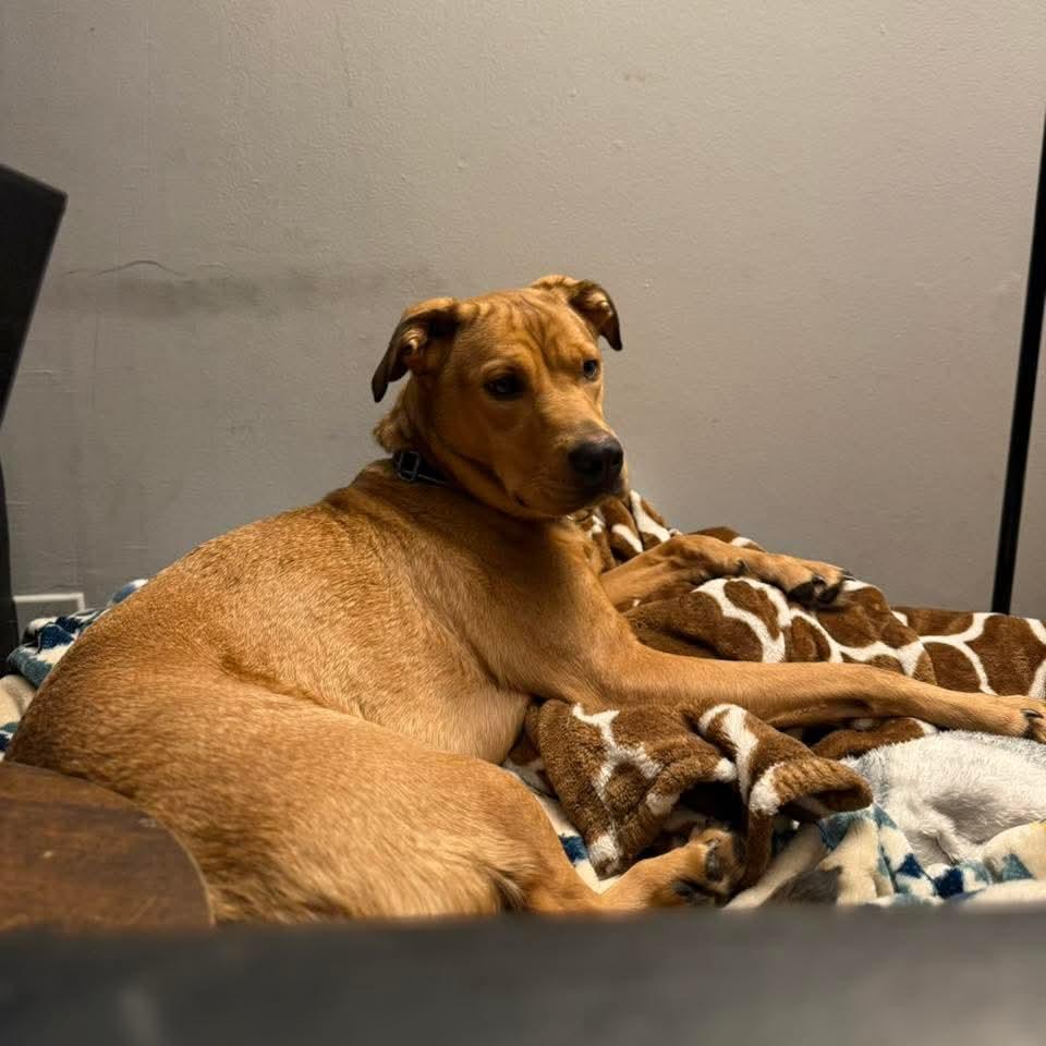 Enlarge Penny, a ADOPTABLE Mixed Breed in East Peoria, IL image 3/3