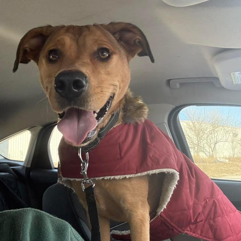 Enlarge Penny, a ADOPTABLE Mixed Breed in East Peoria, IL image 1/3