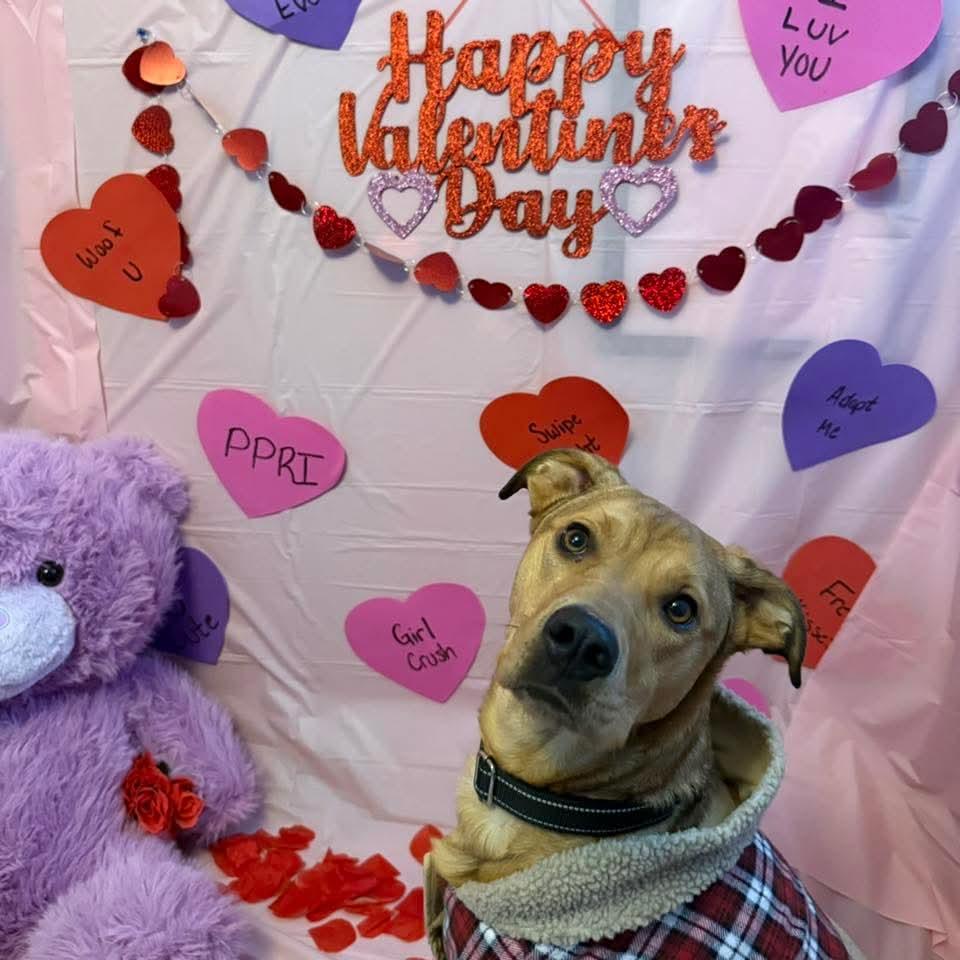 Enlarge Penny, a ADOPTABLE Mixed Breed in East Peoria, IL image 2/3