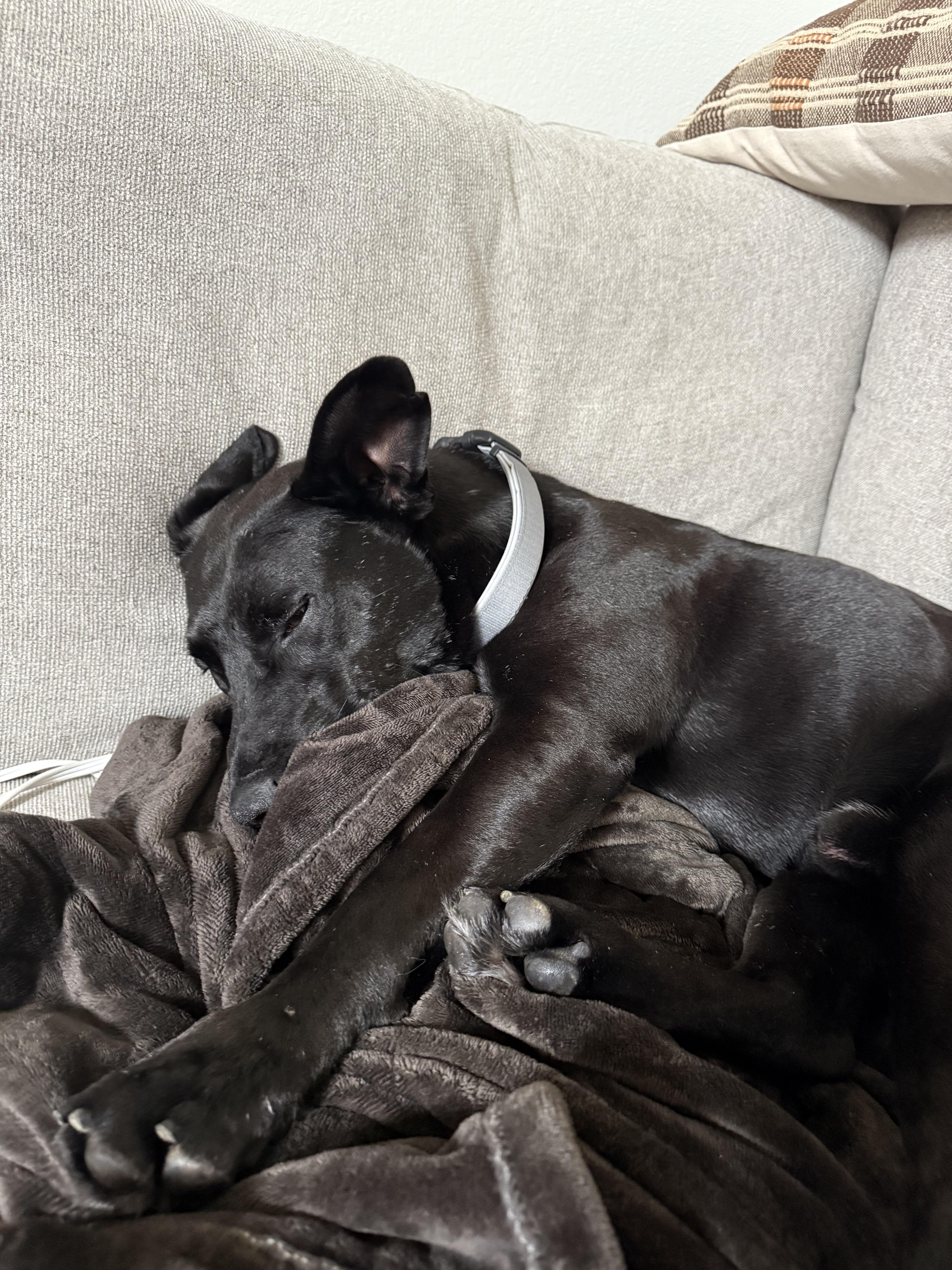 Blackjack, a Adoptable mixed breed in Simi Valley, CA image 2/5