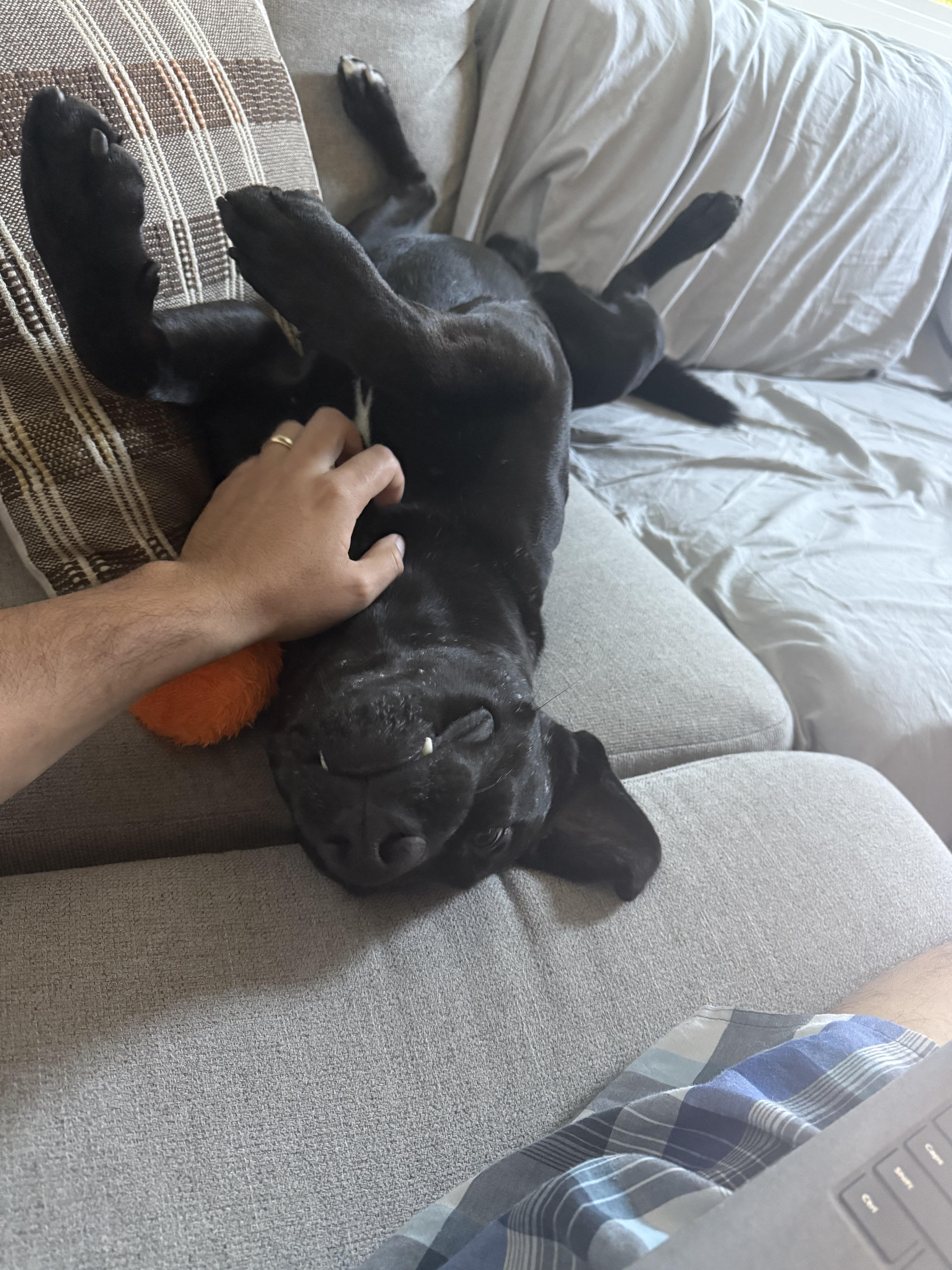 Blackjack, a Adoptable mixed breed in Simi Valley, CA image 3/5