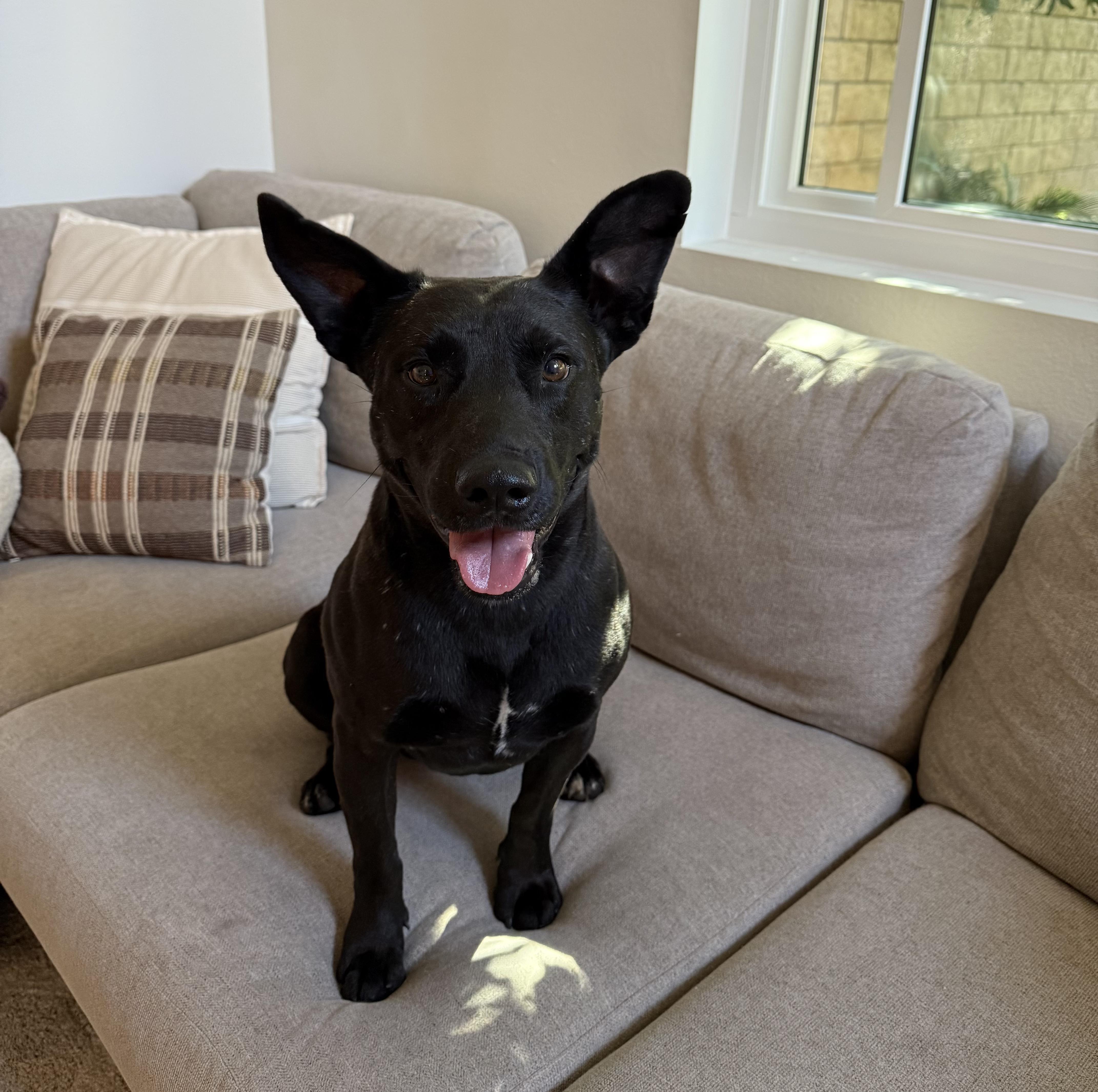Blackjack, a Adoptable mixed breed in Simi Valley, CA image 1/5