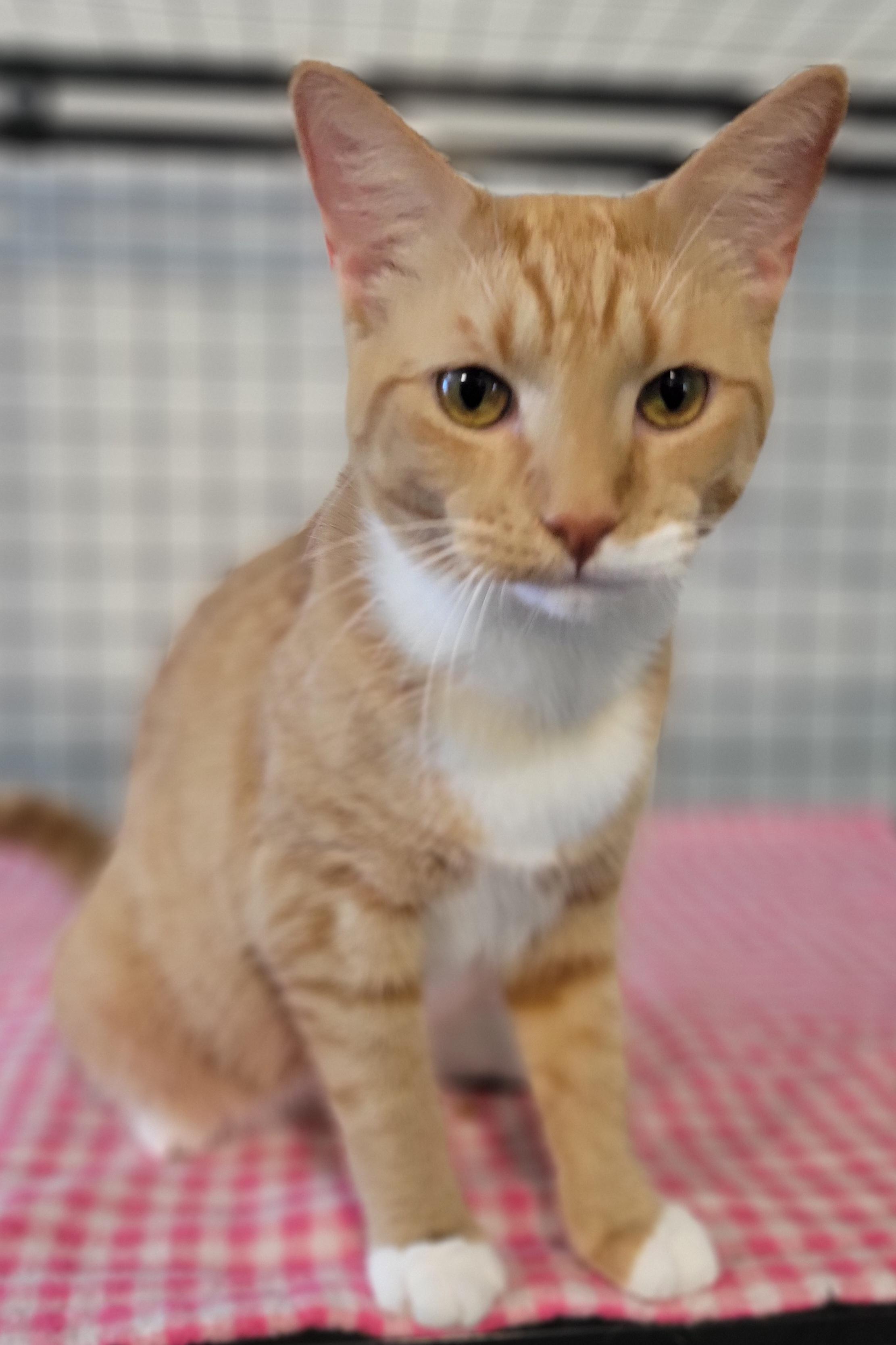 Enlarge Flint, an adopted Domestic Short Hair in Swartz Creek, MI image 4/4