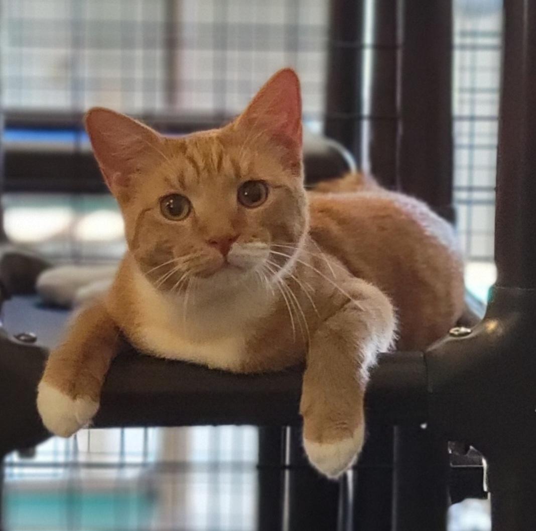 Flint, adopted, Young Male Domestic Short Hair.