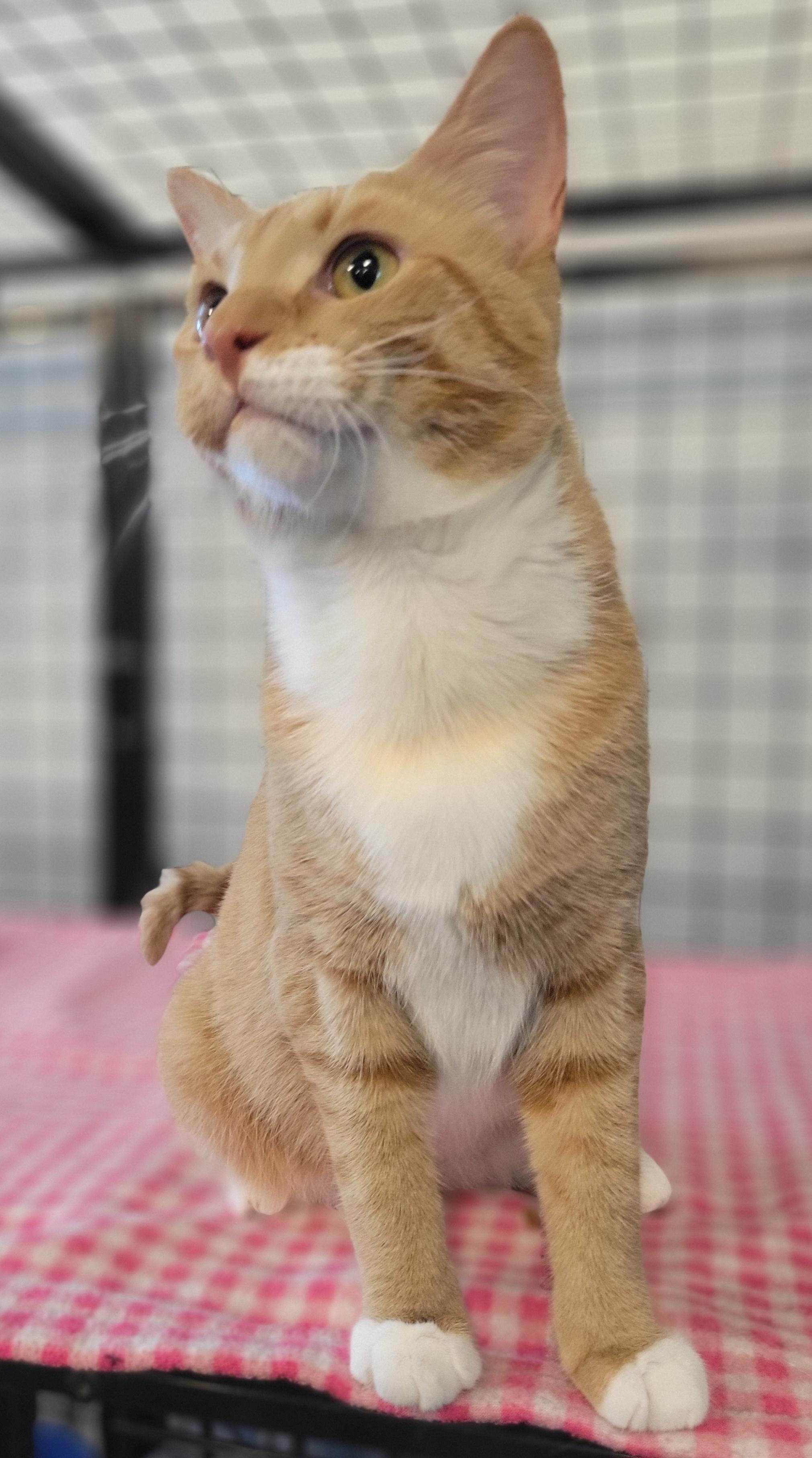 Enlarge Flint, an adopted Domestic Short Hair in Swartz Creek, MI image 2/4