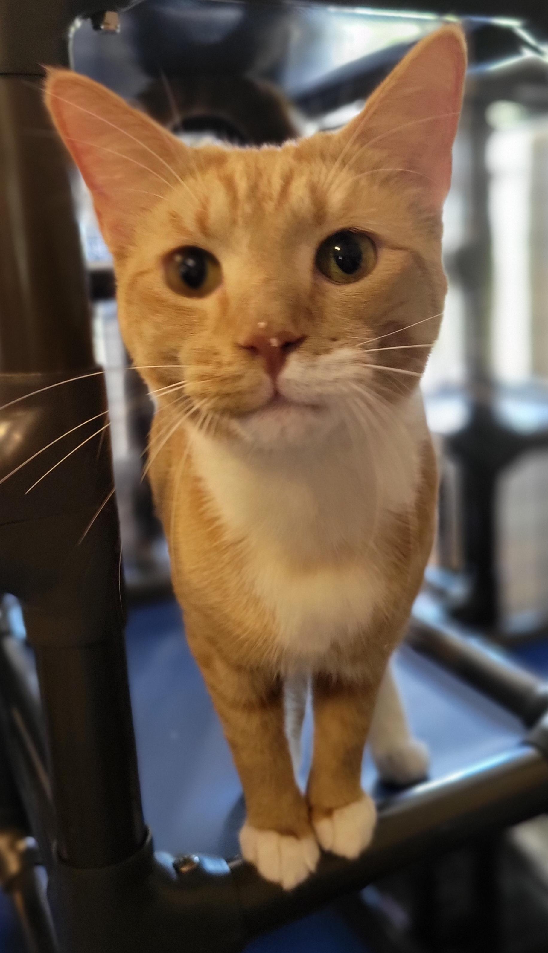 Enlarge Flint, an adopted Domestic Short Hair in Swartz Creek, MI image 3/4