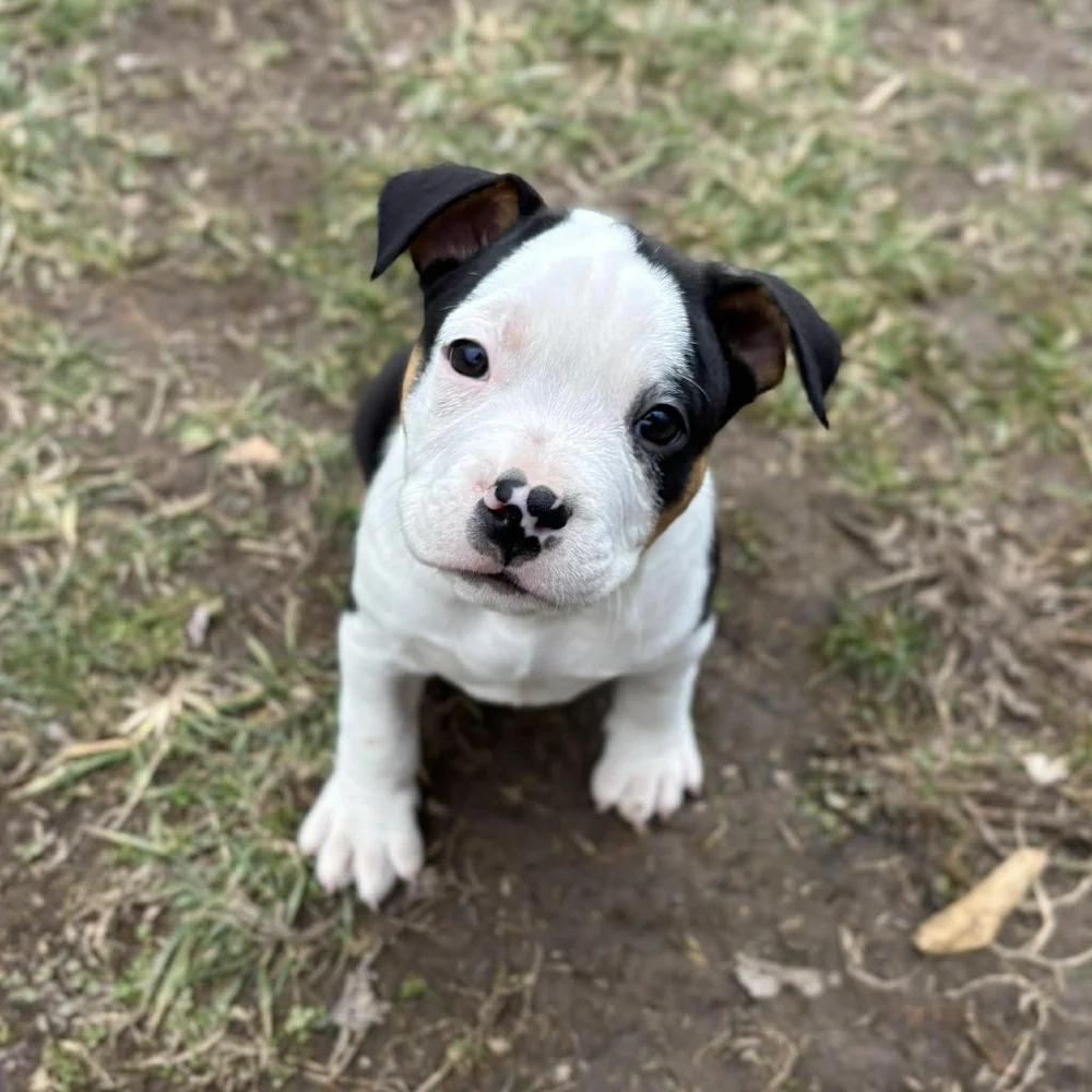 Enlarge Dustin Henderson, an adopted mixed breed in Godfrey, IL image 6/6
