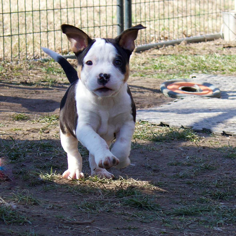Enlarge Dustin Henderson, an adopted mixed breed in Godfrey, IL image 2/6