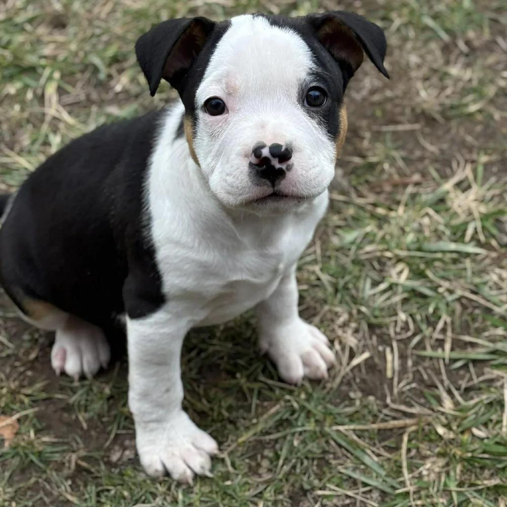 Enlarge Dustin Henderson, an adopted mixed breed in Godfrey, IL image 1/6