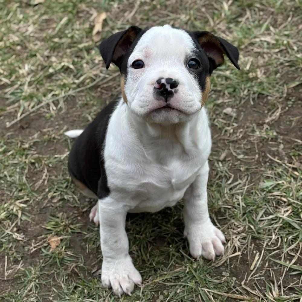 Enlarge Dustin Henderson, an adopted mixed breed in Godfrey, IL image 3/6